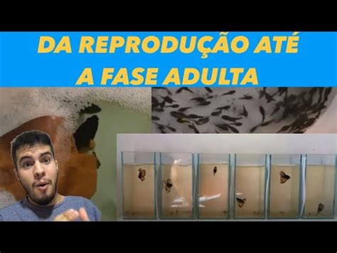 Reprodução de Bettas passo a passo até a fase adulta dos filhotes